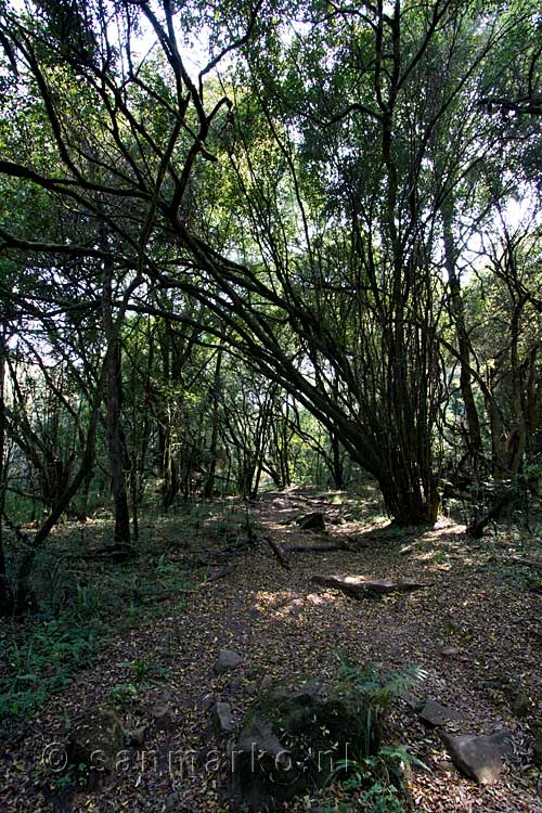 Wandelen door het bos in de Drakensbergen in Zuid-Afrika