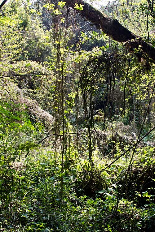 Het uitzicht op een kleine open plek tijdens de wandeling naar Blue Grotto