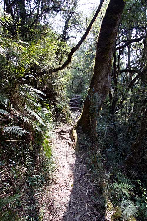 Het wandelpad door de bossen langs de Nkwankwa rivier naar de Blue Grotto