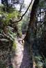 Het wandelpad door de bossen langs de Nkwankwa rivier naar de Blue Grotto
