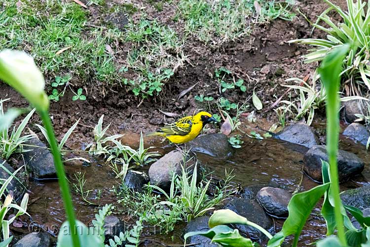 De gele wever bij het Drakensberg Sun Hotel