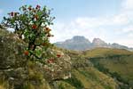 Het uitzicht over de Cathkin Peak tijdens de wandeling naar Blindman's Corner