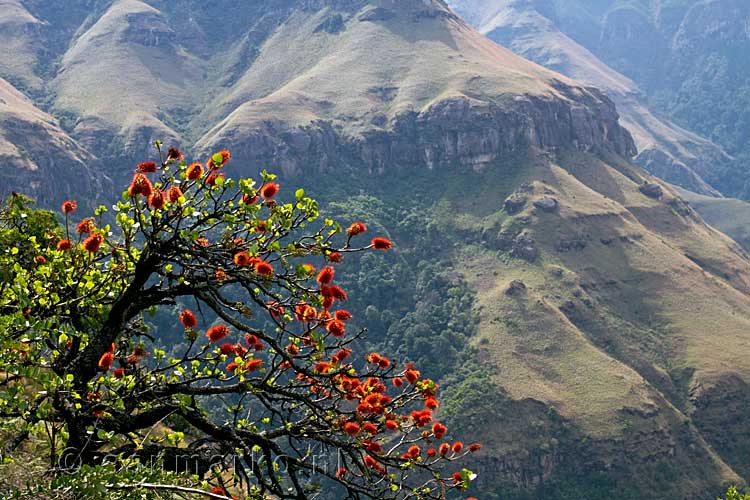 We zien de Glossy Berg Bottlebrush (Greyia sutherlandii) groeien in de Drakensbergen