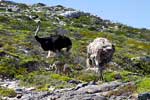 Een struisvogel familie langs de weg naar Kaap de Goede Hoop