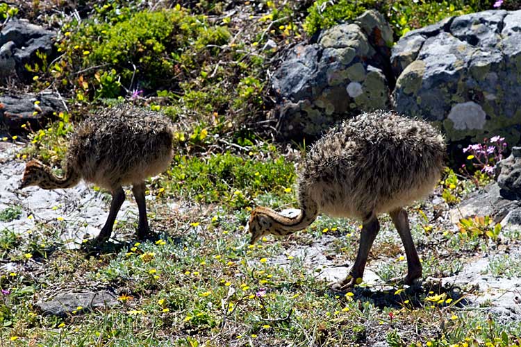 Twee jonge struisvogels bij Kaap de Goede Hoop op zoek naar eten