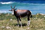 Een blesbok langs de weg in Cape Peninsula National Park Cape of Good Hope Nature