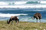 De blesbok en struisvogel op zoek naar voedsel langs de weg naar Kaap de Goede Hoop