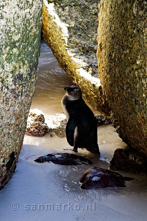 De eerste Afrikaanse pinguïn die we zien bij Boulders Beach bij Kaapstad