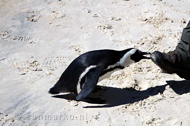 Je mag een Afrikaanse pinguïn niet lastigvallen, maar andersom geldt dat niet...
