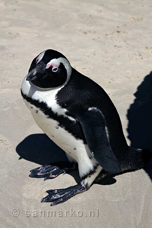 De Afrikaanse pinguïns is zo schattig