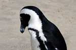 Op Boulders Beach zijn de Afrikaanse pinguïns niet heel erg verlegen
