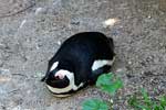 Een Afrikaanse pinguïns in het natuurpark Boulders Beach bij Kaapstad in Zuid-Afrika