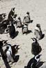 De Afrikaanse pinguïns in de zon op Foxy Beach bij Kaapstad in Zuid-Afrika
