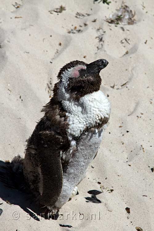 Deze Afrikaanse pinguïn weet wat van de zon genieten is!
