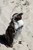 Deze Afrikaanse pinguïn weet wat van de zon genieten is!