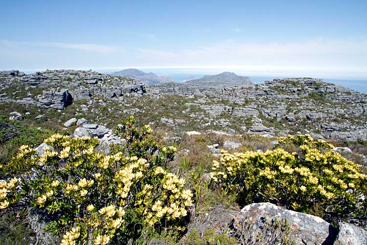 In de Zuid-Afrikaanse lente bloeien er verschillende bloemen op de Tafelberg