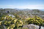 In de Zuid-Afrikaanse lente bloeien er verschillende bloemen op de Tafelberg