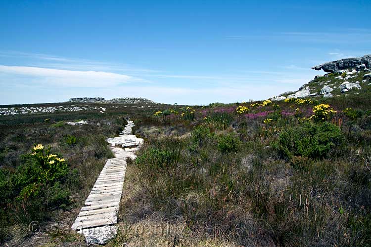 We lopen gedeeltes over een vlonderpad terug naar Plattekloof