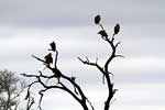 Witruggieren wachten geduldig op aas in een boom in Kruger National Park