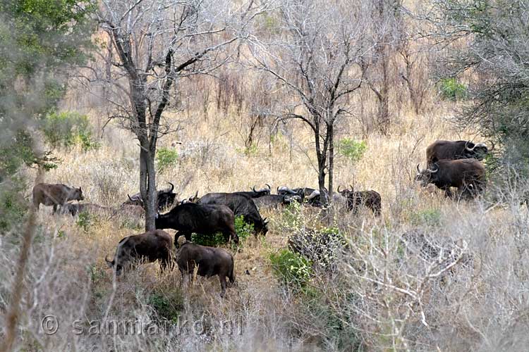 Een grazende kudde buffels vlakbij Berg-en-Dal in Kruger National Park in Zuid-Afrika