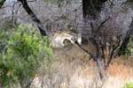 In de verte ligt een luipaard onder de boom bij Berg-en-Dal in Zuid-Afrika