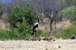 De Zadelbekooievaar bij een meertje bij Berg-en-Dal in Kruger National Park