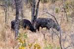Twee grazende buffels in de bossen bij Berg-en-Dal in Zuid-Afrika