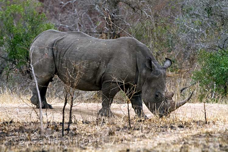 Een witte neushoorn vlakbij de gate van Berg-en-Dal in Kruger National Park