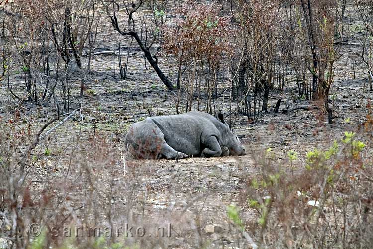De witte neushoorn aan het slapen in Kruger National Park in Zuid-Afrika