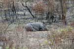 De witte neushoorn aan het slapen in Kruger National Park in Zuid-Afrika
