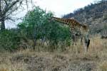 Een etende Zuid-Afrikaanse giraffe bij Berg-en-Dal in Kruger National Park