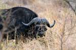 Het minst bekende dier van de Big Five, een grazende buffel