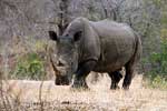 Een witte neushoorn met het karakteristieke vogeltje op zijn rug