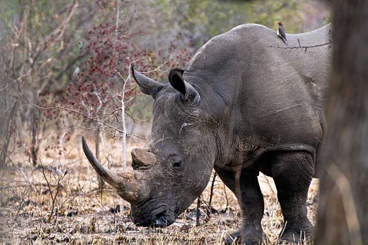 De witte neushoorn aan de wandel bij Berg-en-Dal in Kruger National Park