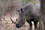 De witte neushoorn aan de wandel bij Berg-en-Dal in Kruger National Park