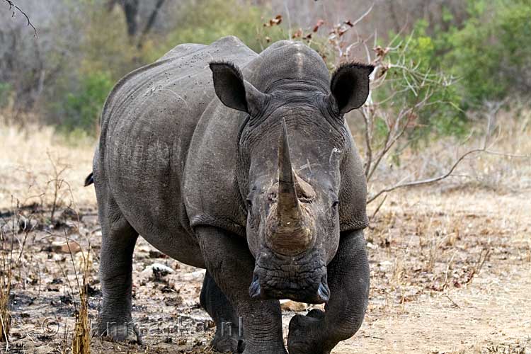 De witte neushoorn komt recht op onze auto af in Kruger National Park