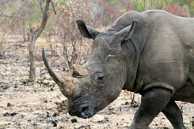 Zo dichtbij heb ik een witte neushoorn nog nooit gezien!