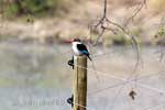 Een Bruinkapijsvogel op de omheining van de Gomo Gomo Game Logde in Zuid-Afrika