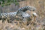 De spelende luipaard bij Gomo Gomo Game Logde in Krugen National Park in Zuid-Afrika