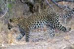 De luipaard besluit verder te gaan in Kruger National Park in Zuid-Afrika