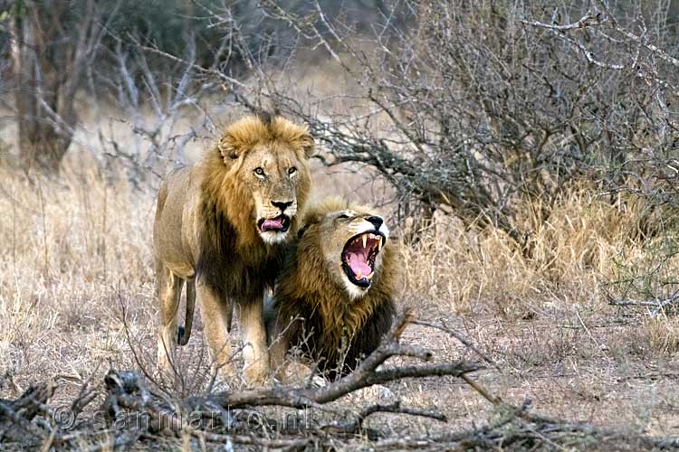 Twee mannetjes leeuwen tijdens de game drive bij Gomo Gomo Game Logde in Zuid-Afrika