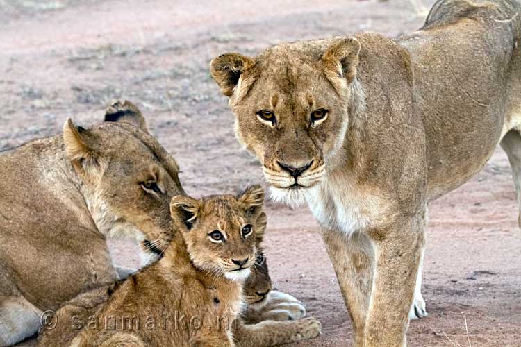 Twee vrouwtjes leeuwen en twee welpen op de weg tijdens de game drive door Kruger