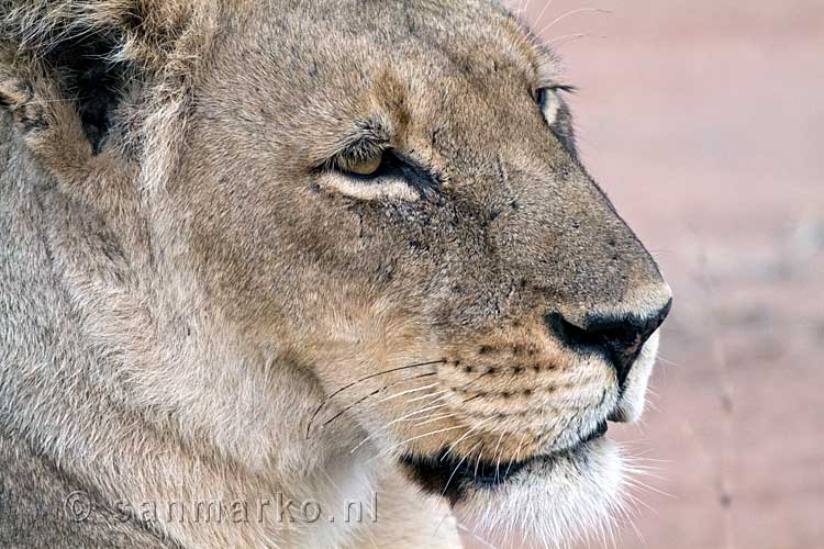 Een vrouwtjes leeuw van dichtbij in Gomo Gomo Game Logde in Zuid-Afrika