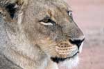 Een vrouwtjes leeuw van dichtbij in Gomo Gomo Game Logde in Zuid-Afrika