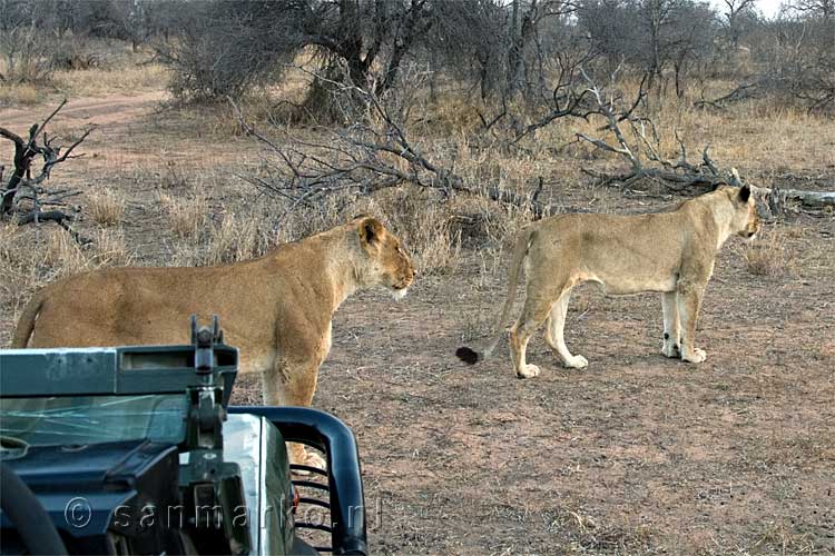 De leeuwen vertrekken en lopen langs de jeep in Kruger National Park