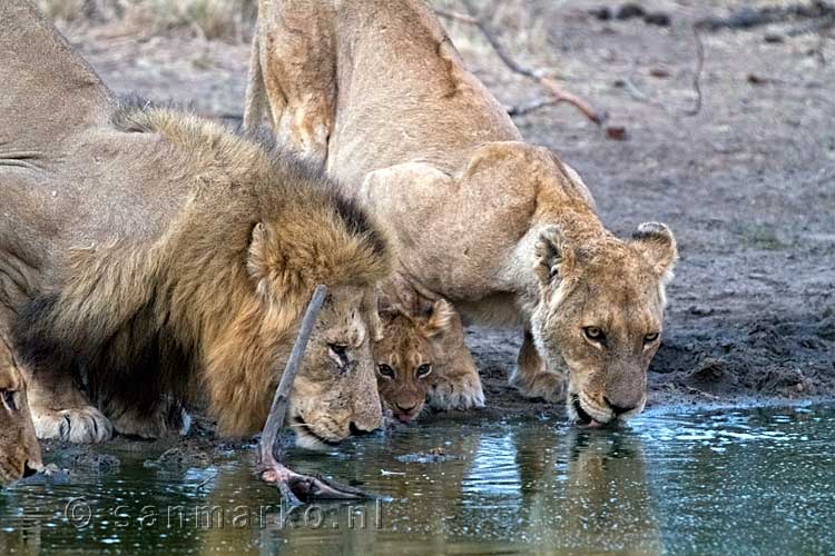 Drinkende leeuwen in Kruger National Park in Zuid-Afrika