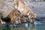 Drinkende leeuwen in Kruger National Park in Zuid-Afrika