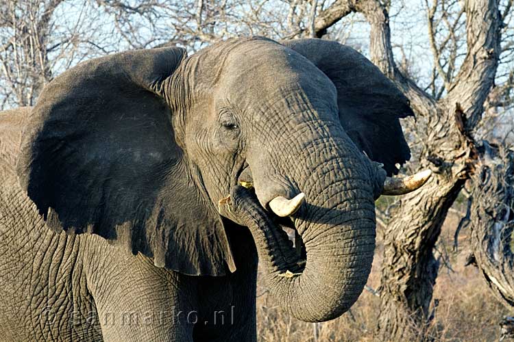 Een etende Afrikaanse olifant tijdens de Game Drive in Kruger National Park