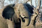 Een etende Afrikaanse olifant tijdens de Game Drive in Kruger National Park