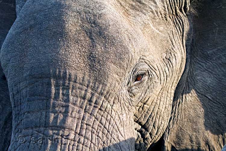 Een close up van een Afrikaanse olifant vlakbij de Gomo Gomo Game Lodge